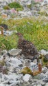 白馬岳のチビ雷鳥