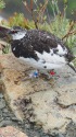 仙丈ヶ岳の雄雷鳥