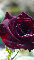 雨上がりの薔薇・黒真珠