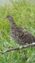 弓折岳のママ雷鳥
