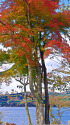 山中湖・湖畔の紅葉
