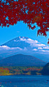 精進湖・湖畔の紅葉と富士山