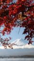 紅葉&富士山