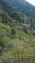 安房峠のブナ