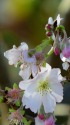 秋に咲く山桜