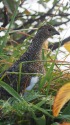 弓折岳のママ雷鳥
