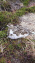 丸山のチビ雷鳥