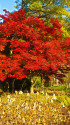 京都府立植物園の紅葉