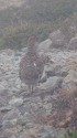 笠ヶ岳のチビ雷鳥
