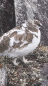 前常念岳のチビ雷鳥