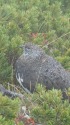 仙丈ヶ岳の雄雷鳥