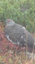 仙丈ヶ岳の雄雷鳥