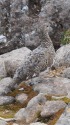 白馬乗鞍岳の雌雷鳥