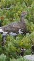 白馬乗鞍岳の雄雷鳥