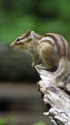 シマリス