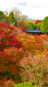 東福寺・見上げる紅葉