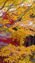 東福寺の紅葉
