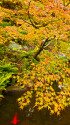 旧古河庭園の紅葉