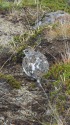 丸山のチビ雷鳥