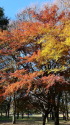 小金井公園の紅葉