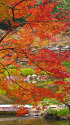 旧古河庭園の紅葉