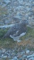 双六岳のママ雷鳥