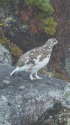 前常念岳のママ雷鳥