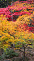 芝公園の紅葉～2