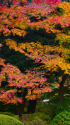 旧古河庭園の紅葉
