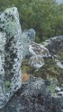 常念岳の親子