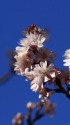 冬桜