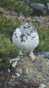 常念岳のチビ雷鳥