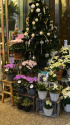 冬の花屋さん