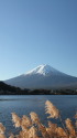 風に揺れるすすき