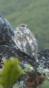 前常念岳のチビ雷鳥
