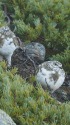 常念岳のチビ雷鳥