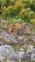 継子岳のチビ雷鳥