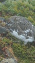 常念岳の雄雷鳥