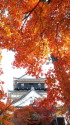 紅葉と天守閣