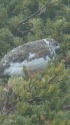 常念岳の雌雷鳥