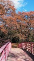 春日公園の紅葉