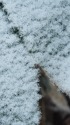 新雪