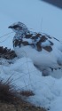 燕山荘のまだら君