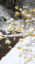 雪の蝋梅