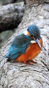 日比谷公園のカワセミ