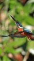 空飛ぶ宝石(カワセミ)