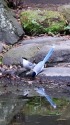 オナガの吸水