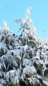 雪のツリー