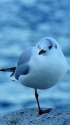 一本足のユリカモメ
