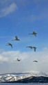 白鳥飛翔